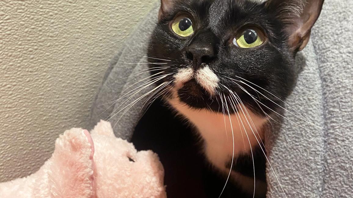 Oreo the cat peeking out of an enclosed cat bed, next to a stuffed pig
