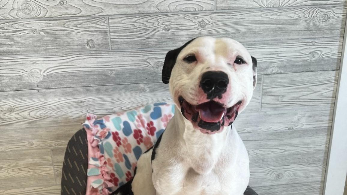 Oreo the dog smiling and sitting in a chair