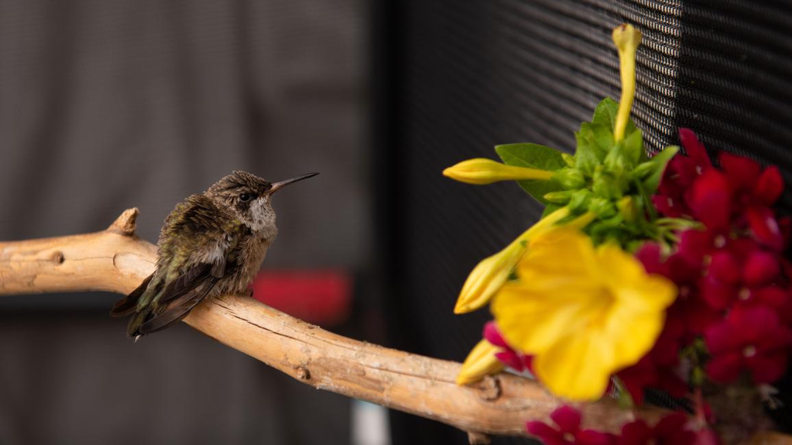 The baby hummingbird on a branch next to some flowers