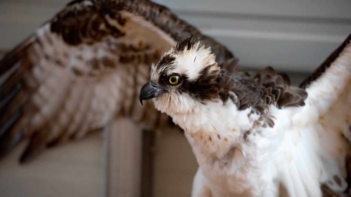 Osprey with wings raised