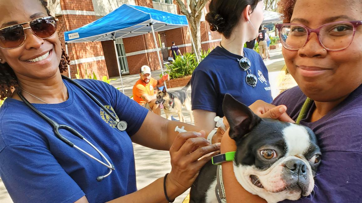 One person holding a Boston terrier while another person administers a vaccination