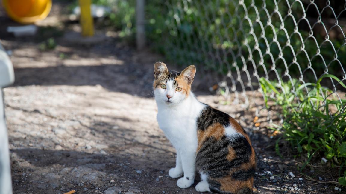 Calico community cat with an ear-tip outside beside a chain-link fence