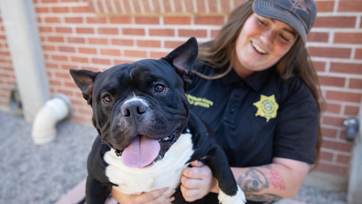 Happy black and white dog whose tongue is out on the lap of an animal control officer