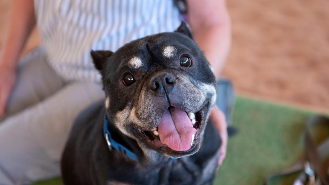 Billy the dog all smiles with a bit of tooth peeking out from under his tongue with a person behind him