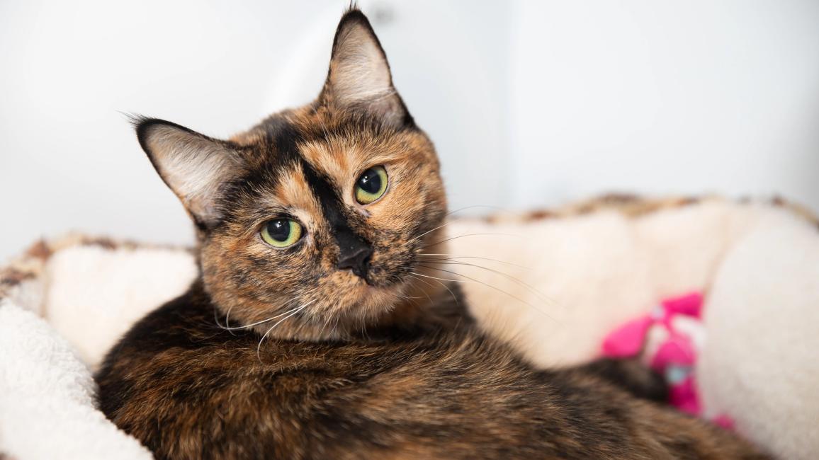 Pancake the tortoiseshell cat lying in a bed