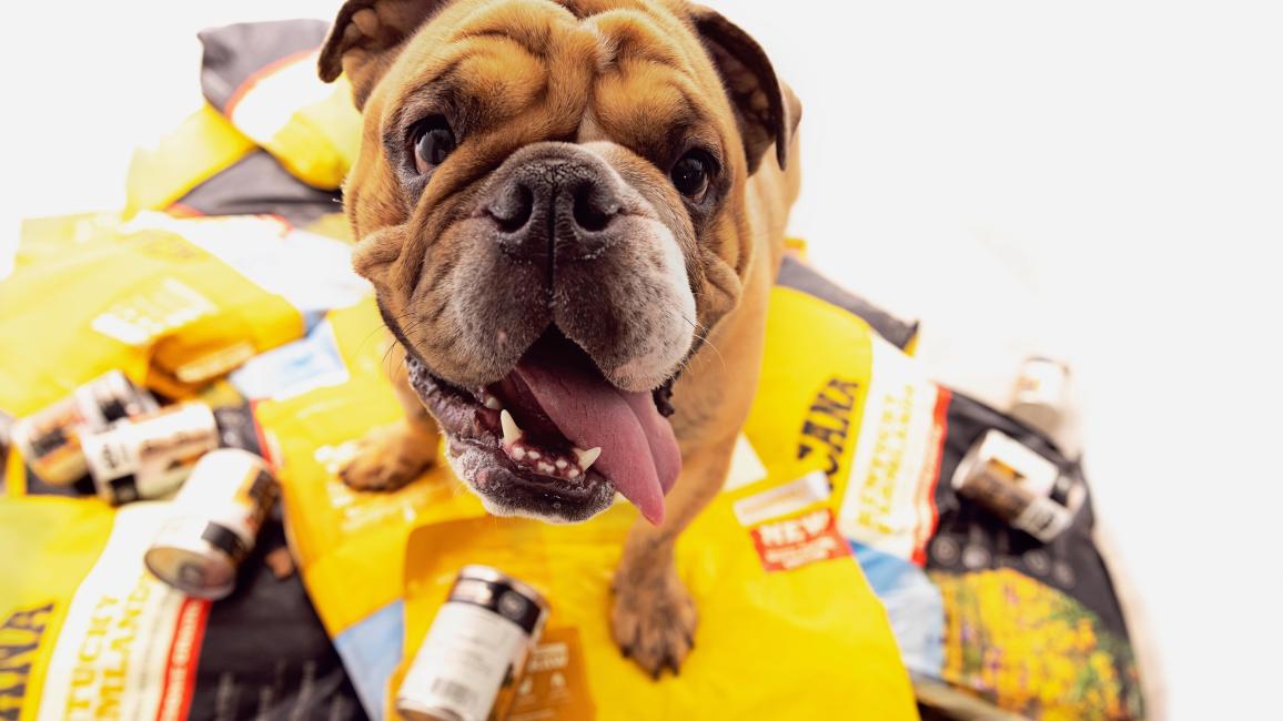 Ozzie the bulldog on a big pile of Acana pet food