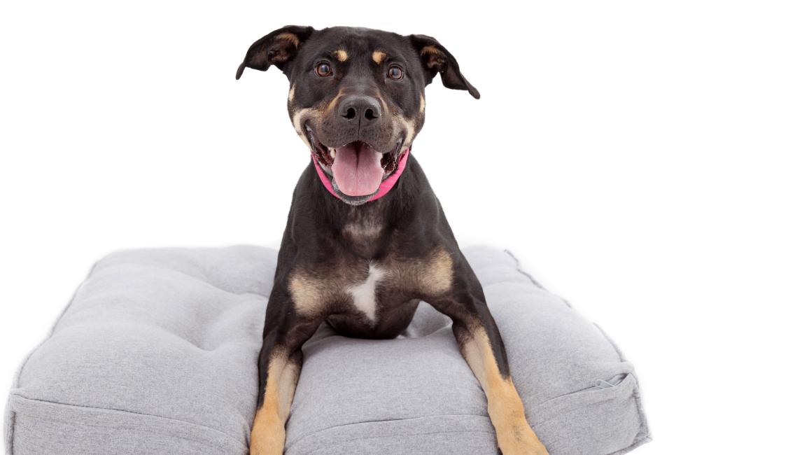 Happy black and tan dog lying on a gray cushion