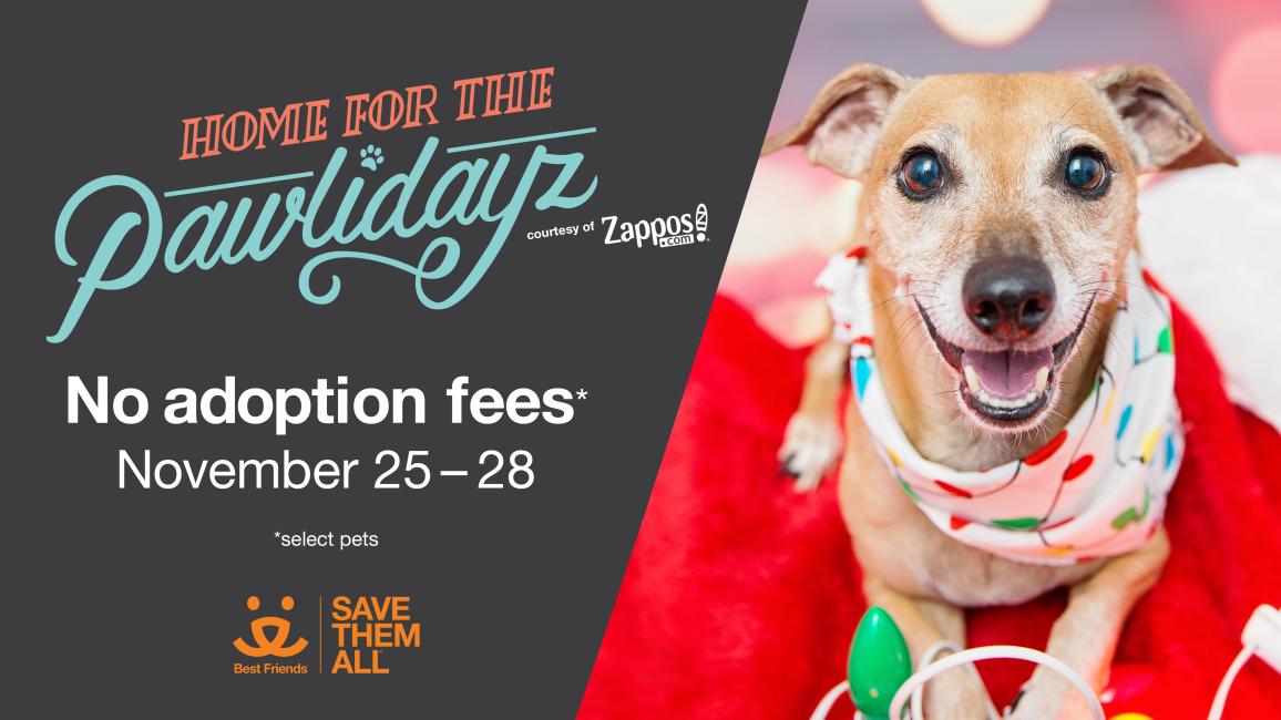 Zappos.com & Best Friends Animal Society Team Up to Save 9,000 Lives Over Holiday Weekend
