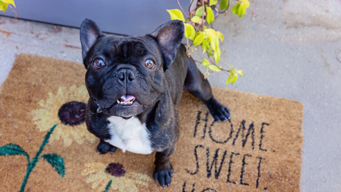 Pawrie the French bulldog on a Home Sweet Home doormat