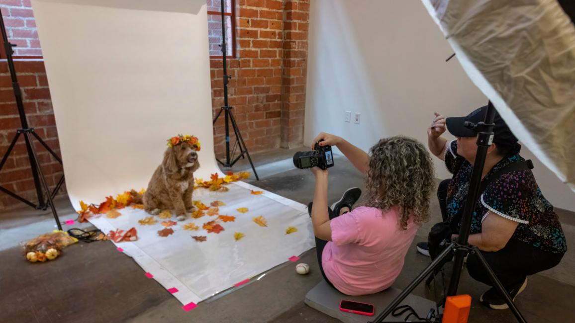 Photographer taking a picture of a dog on a white backdrop surrounded by colorful leaves