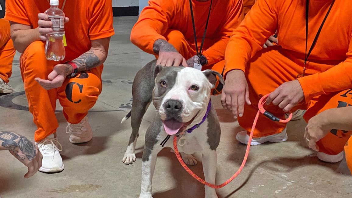 Pearl the dog surrounded by people wearing orange prison jumpsuits