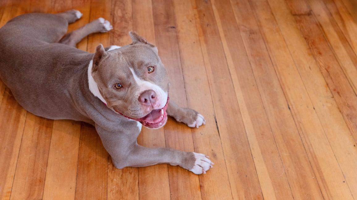 Smiling pit-bull-type dog lying on a wood floor