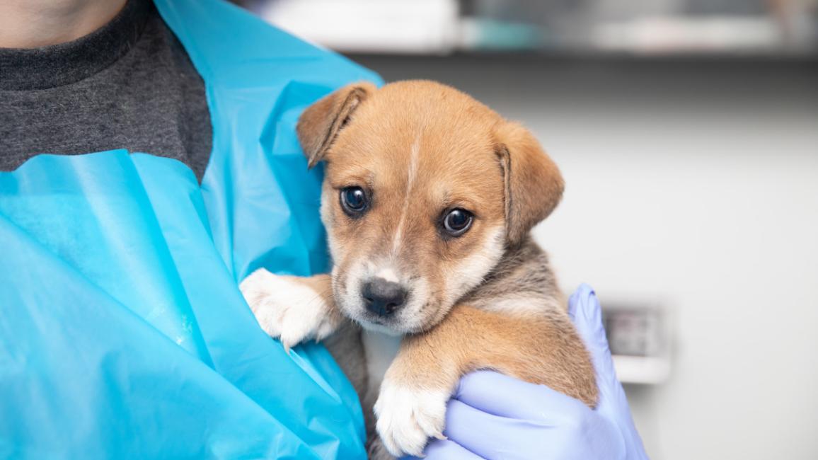 Person in protective gear holding a small brown and white puppy
