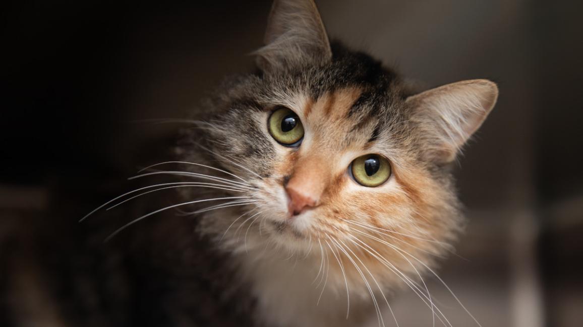 Face of Pepperoni, a medium-hair calico cat