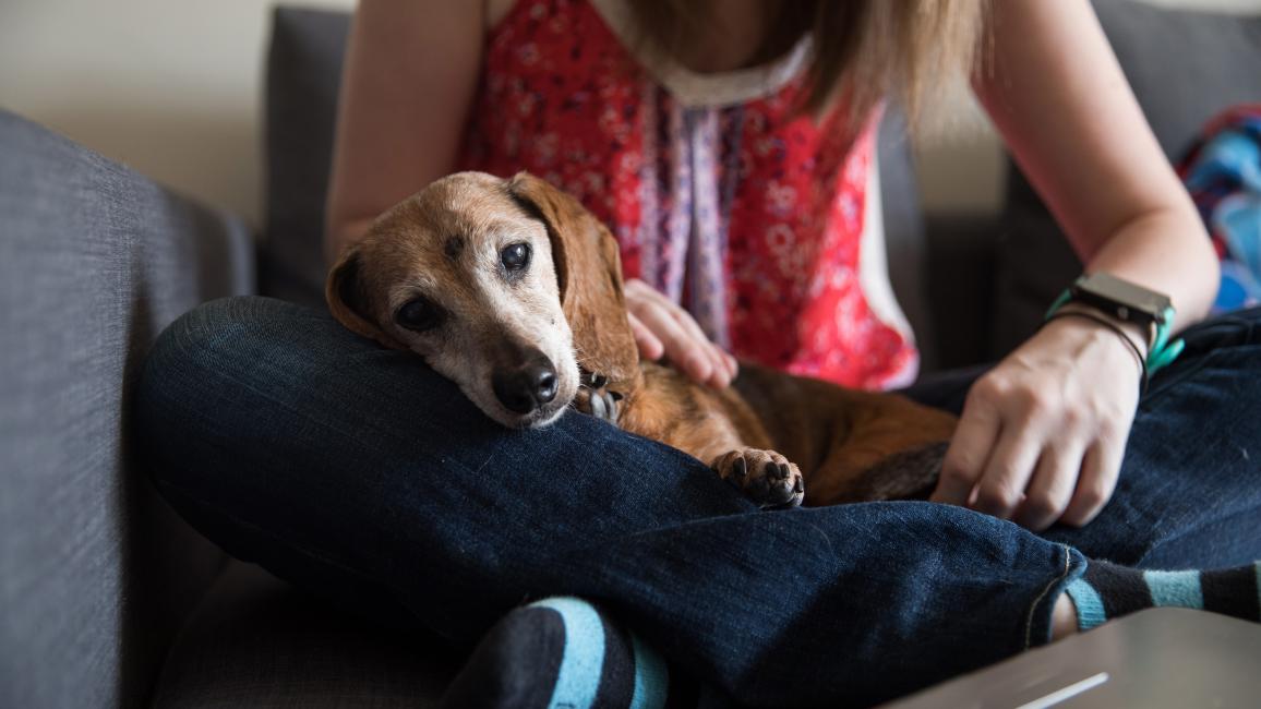 Senior dachshund dog lying in a person's lap