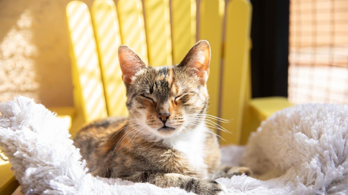 Persia the cat sitting with her eyes closed on a yellow chair covered in a fluffy bed