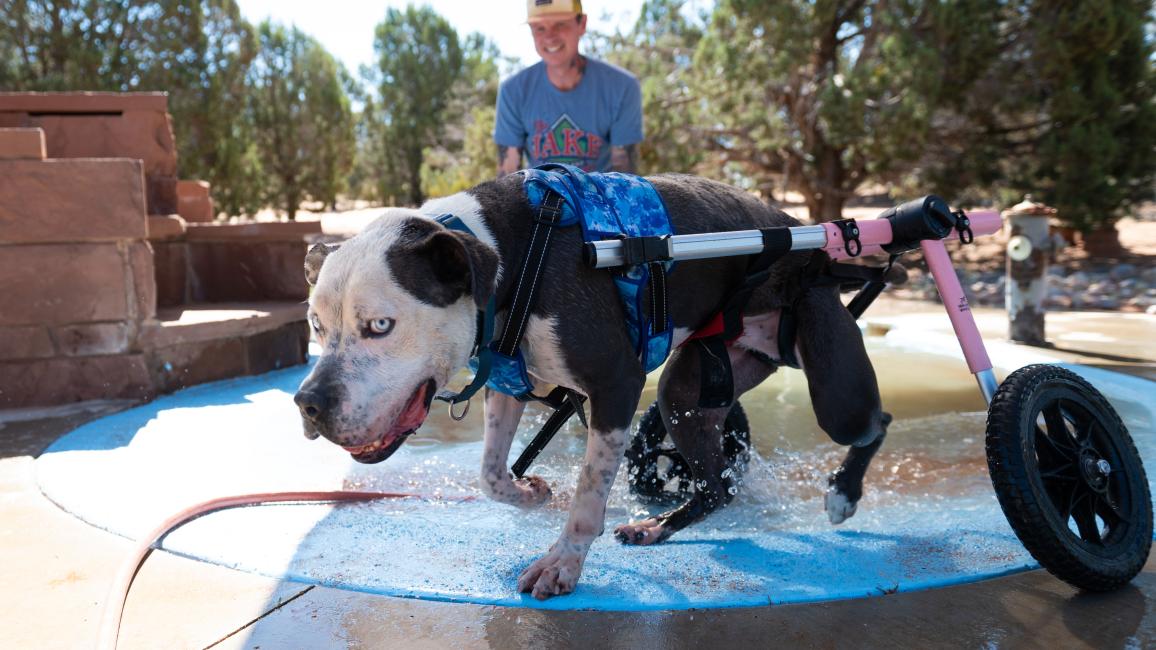 Josh the dog in his wheelchair in a shallow water feature with a person behind him