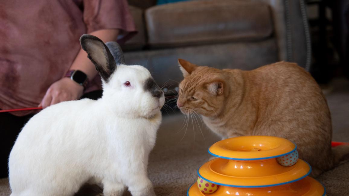 Peter the rabbit nose-to-nose with an orange tabby cat, beside an orange rolling ball cat toy