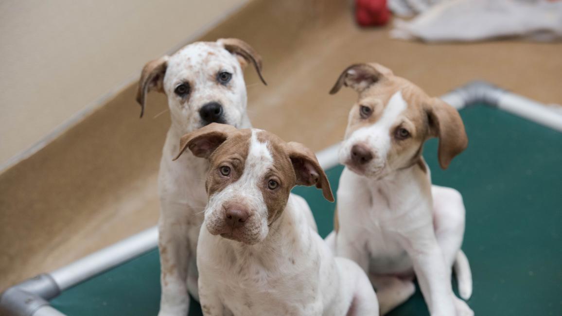 Three puppies on a Kuranda-type bed