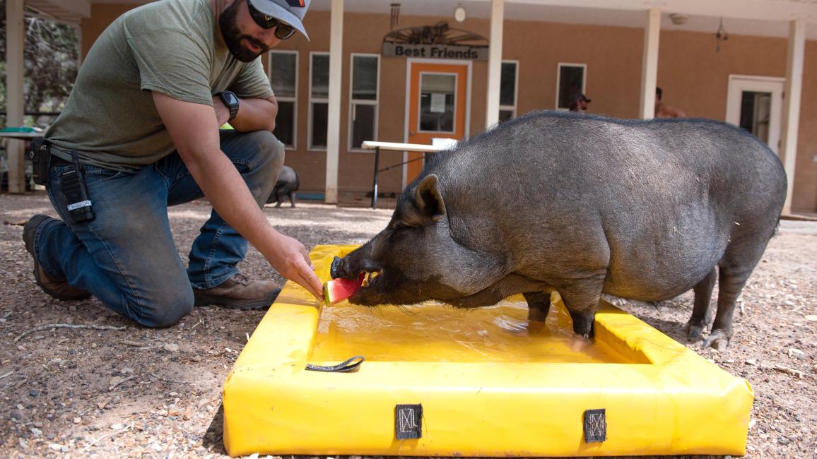 Person wearing a hat reaching down to feed some watermelon to a pig in a small yellow pool