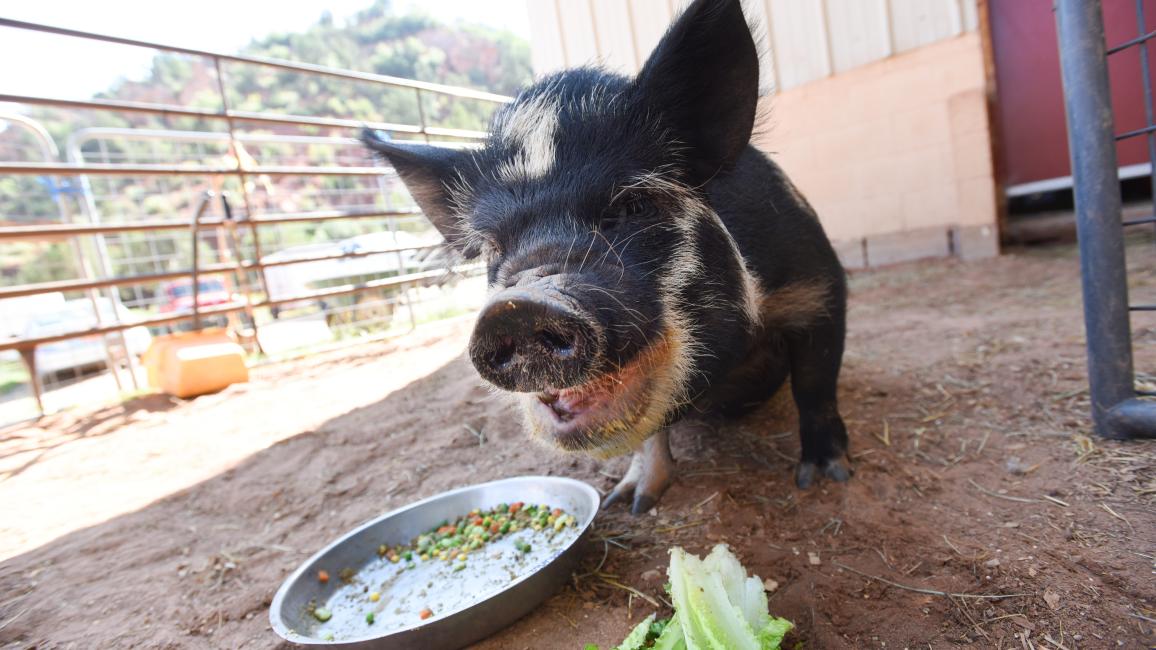 Petunia the pig with her mouth open with a food bowl and some lettuce in front of her