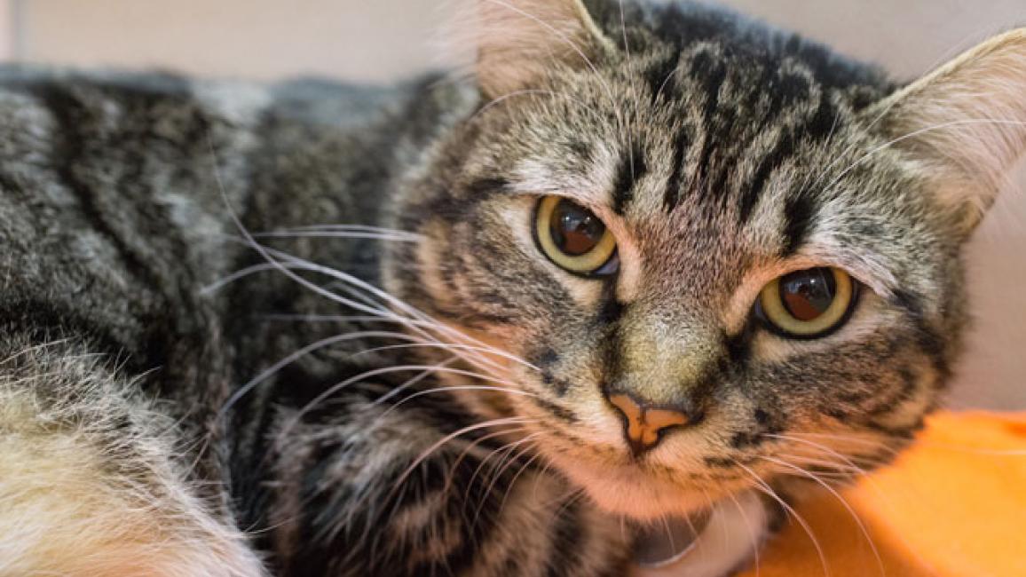 Selenium test image - create