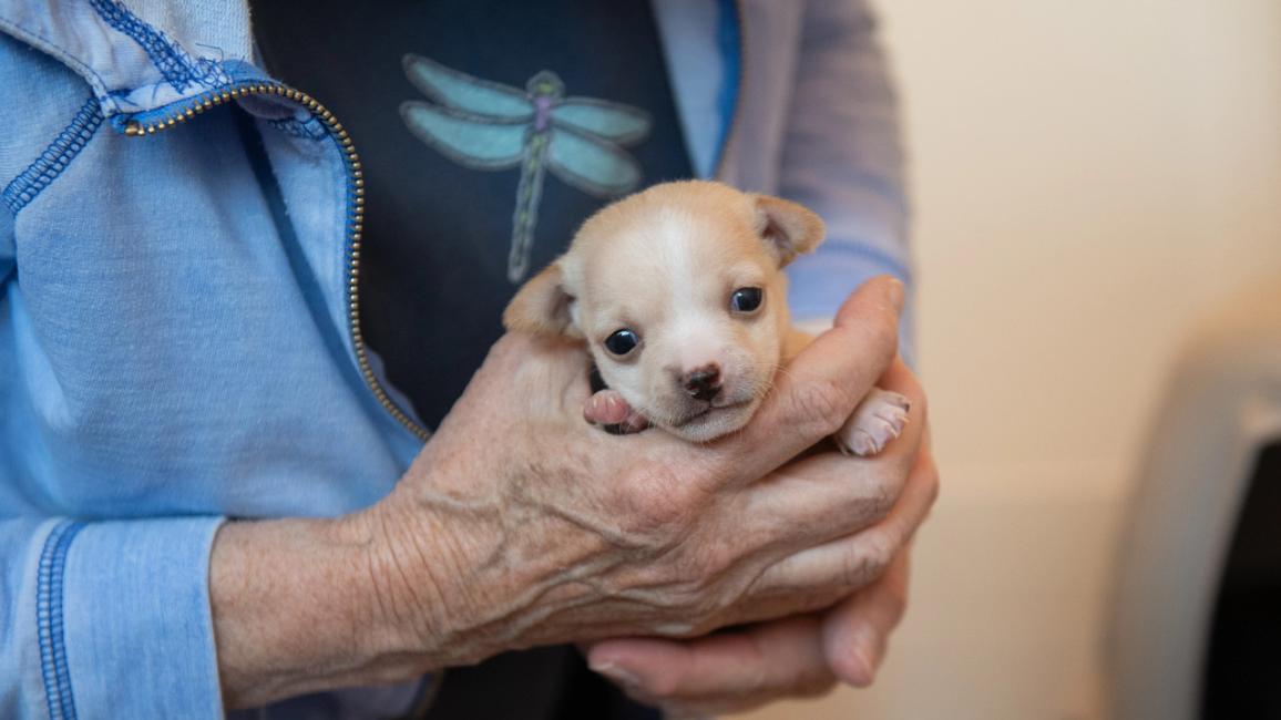 Person holding Pioneer the puppy in her hands
