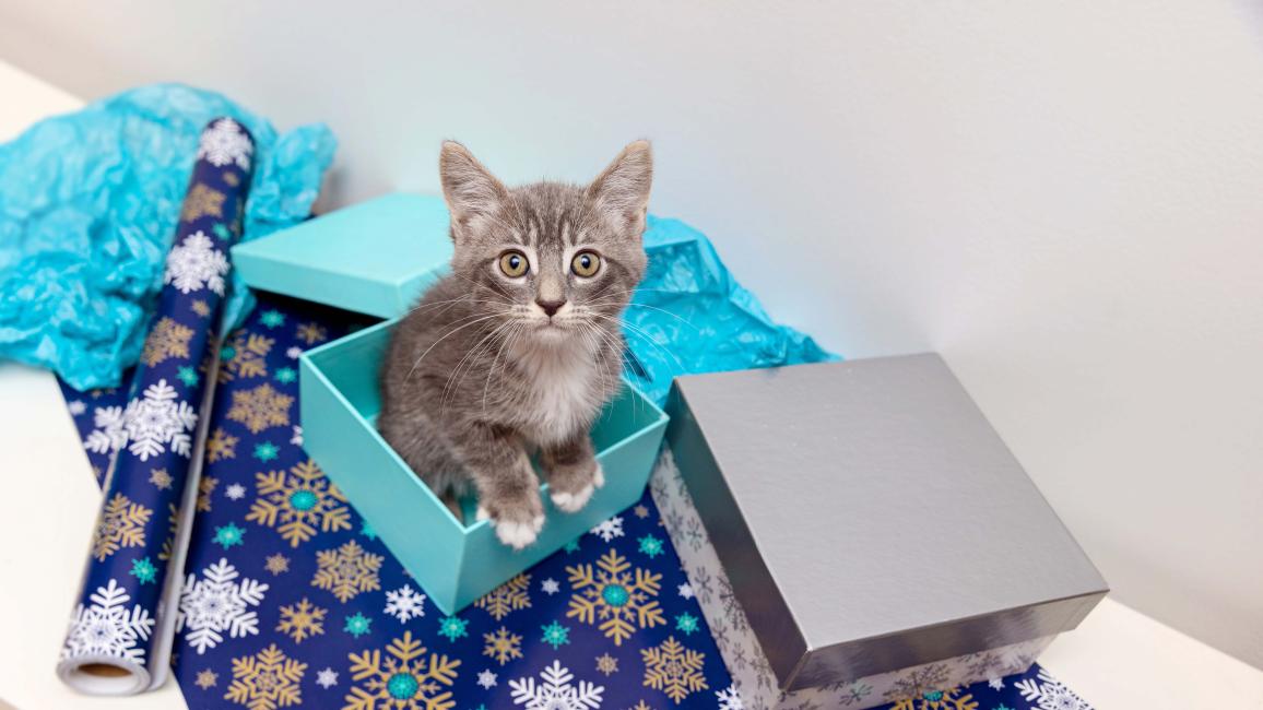 Gray kitten standing in a blue box surrounded by wrapping paper