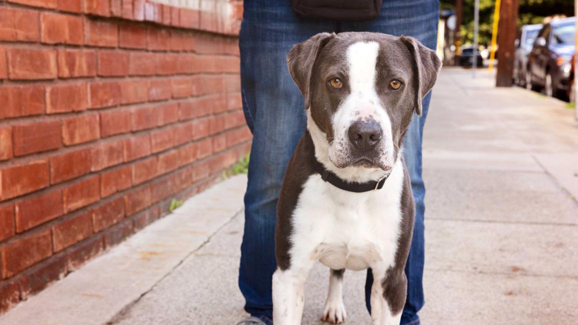 Person walking a gray and white pit-bull-type dog outside on a sidewalk