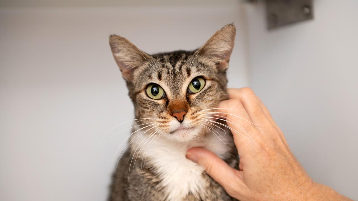 Pluto the cat being petted on the neck by a person's hand