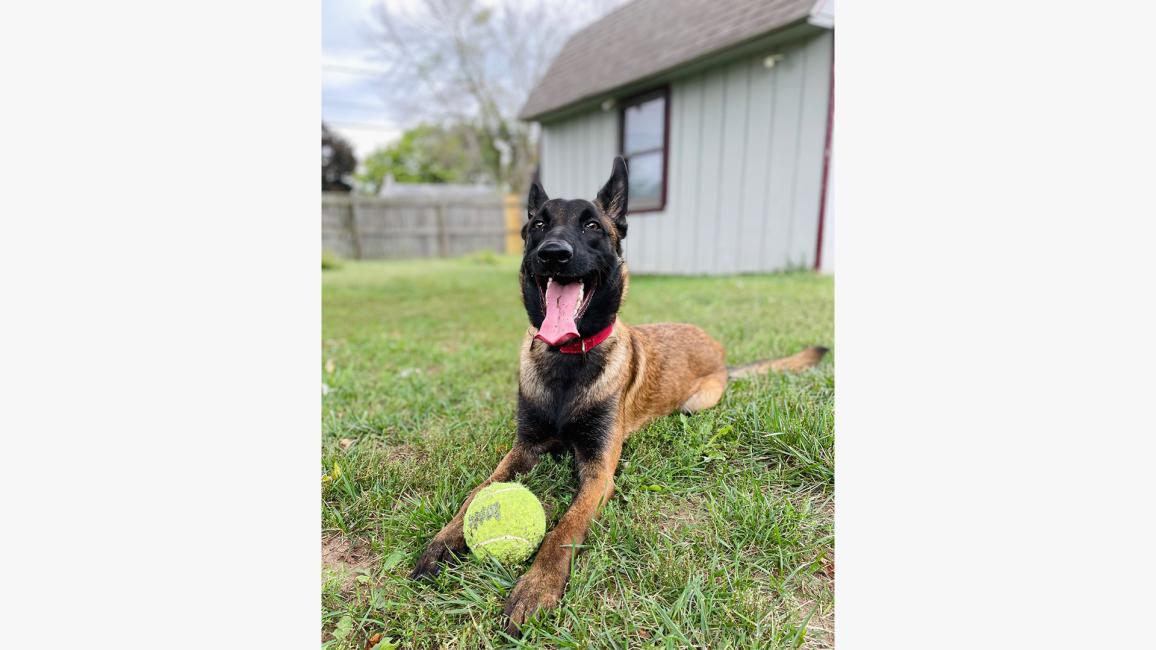 Pocket the dog in a yard with a toy ball