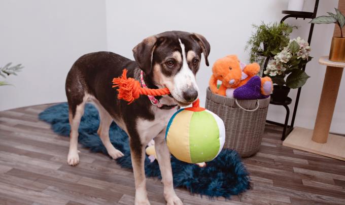 Dog with a stuffed ball in her mouth