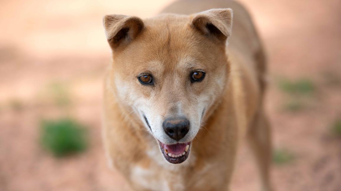 Prairie Dawn the dog outside