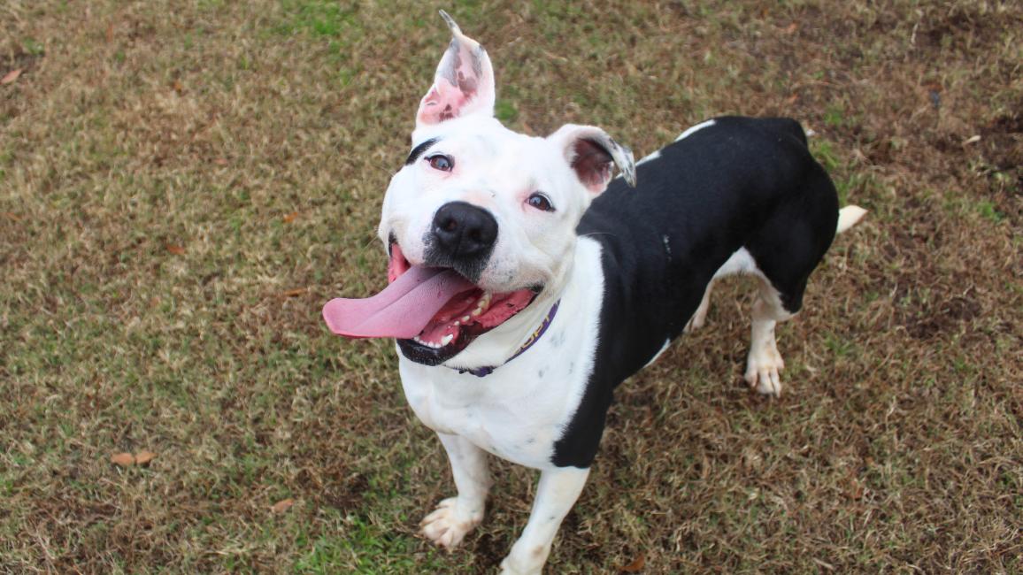 Sadie the black and white pit bull type dog, smiling with tongue out