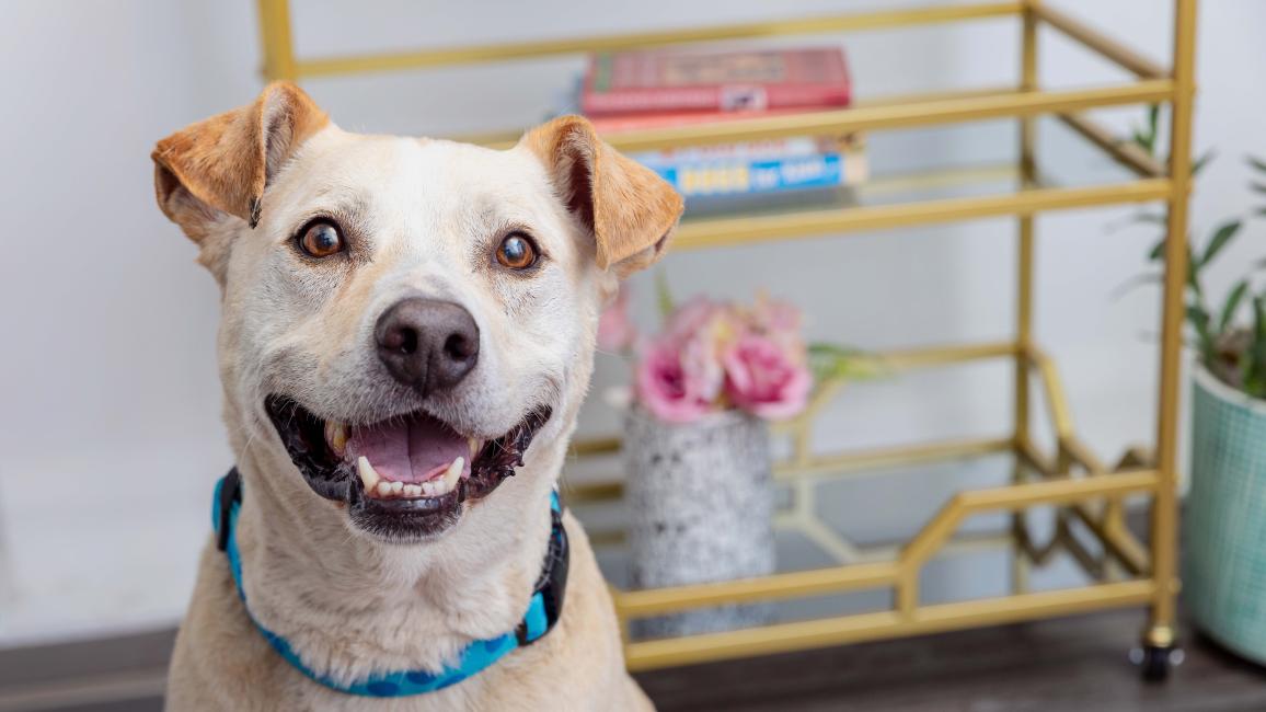 Smiling tan dog in front of a shelf