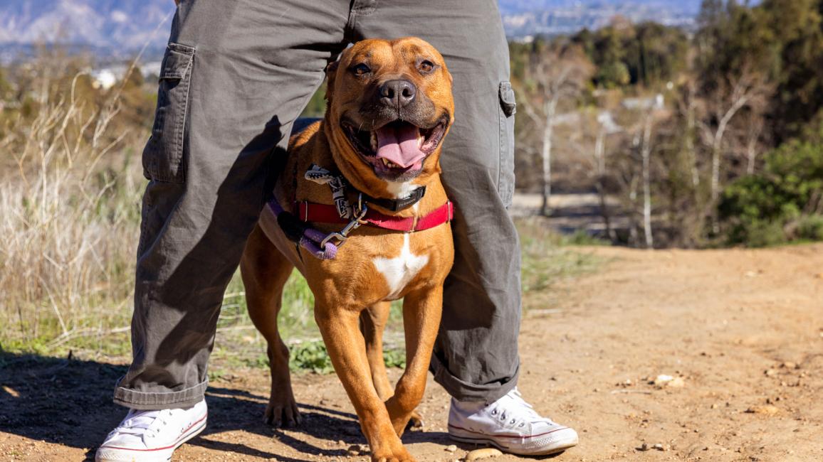 Orion the dog outside with a person standing over him