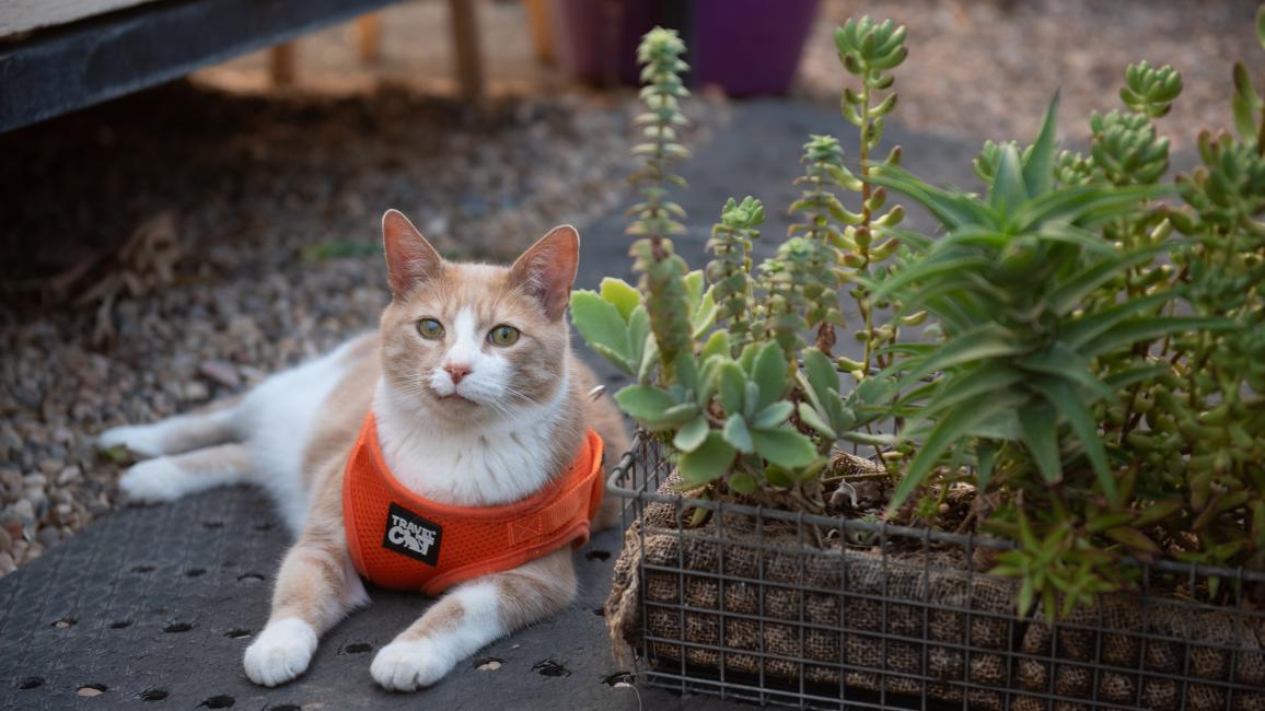 Pumpkin the cat wearing a harness and lying next to some plants in the greenhouse