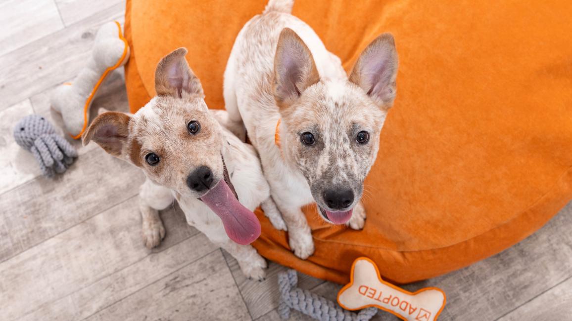Two puppies on an orange dog bed with some toys around