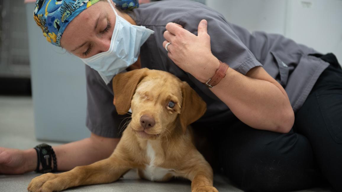 Puppy helps best sale blind dog