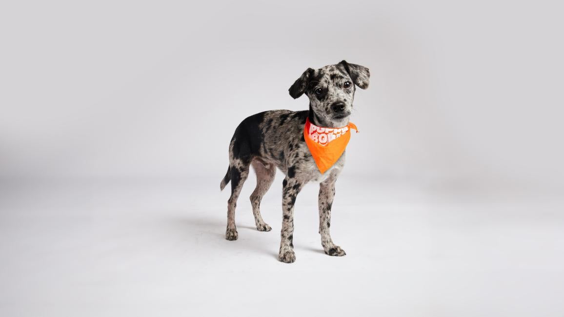 Sonny the puppy wearing an orange Puppy Bowl bandanna