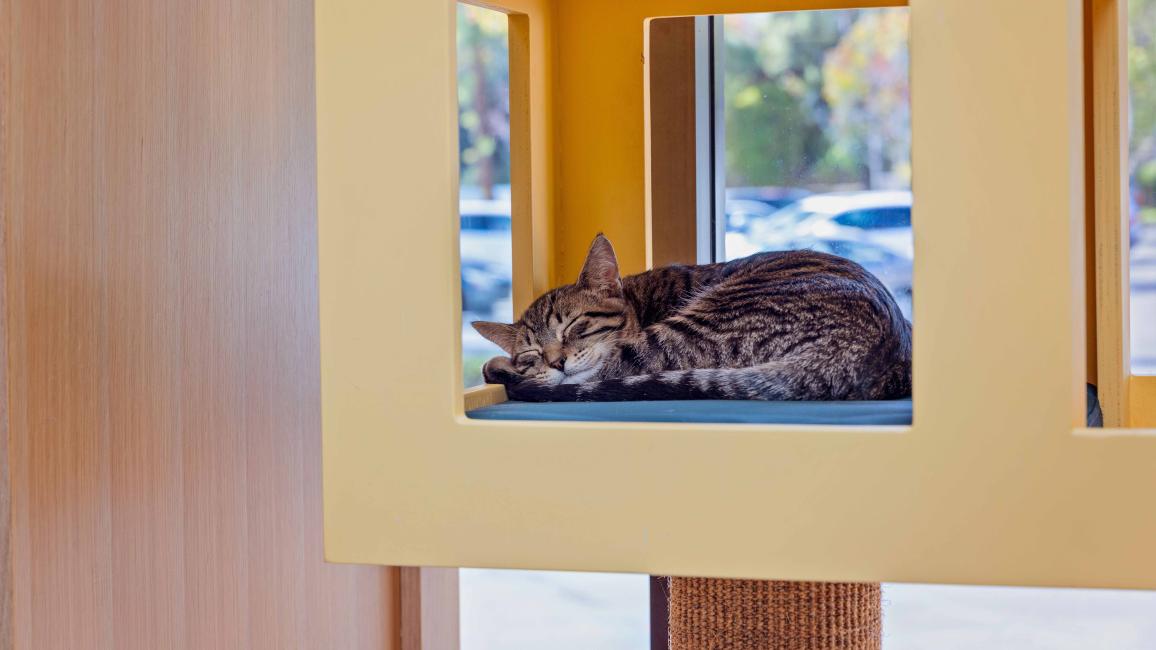 Cat sleeping in a rectangular cat cubby