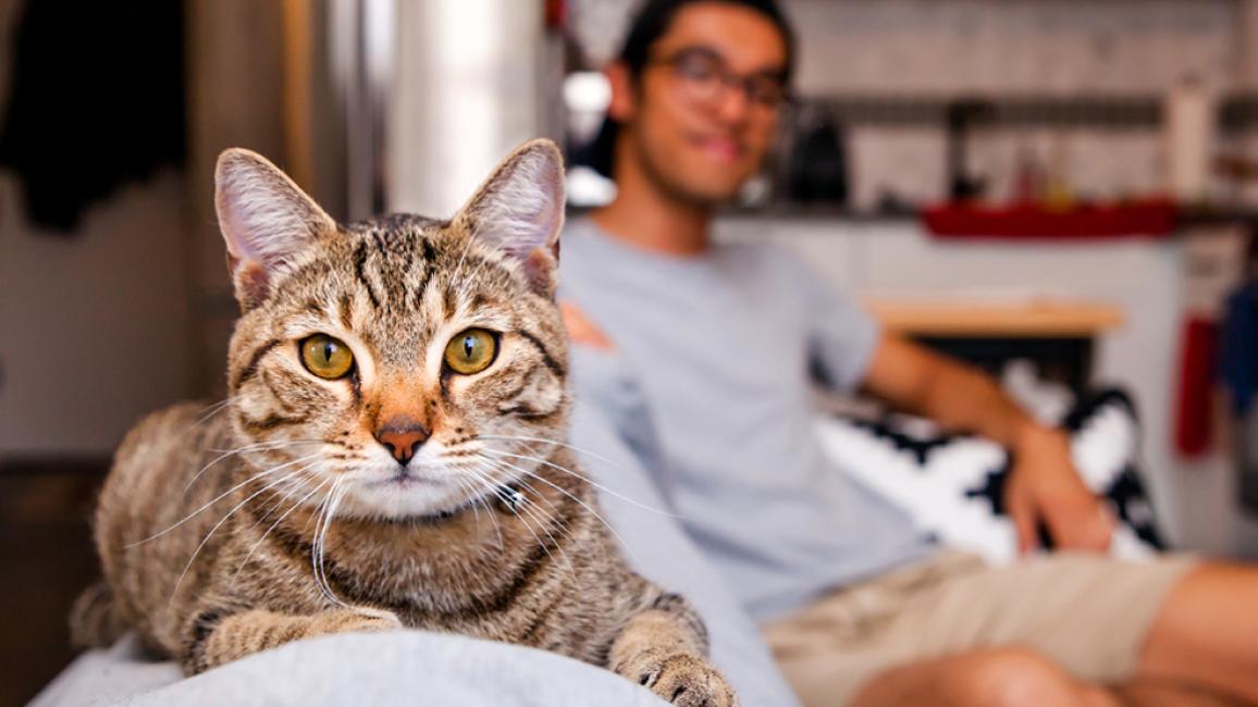 Brown tabby cat lying on back of a couch with a smiling person behind him