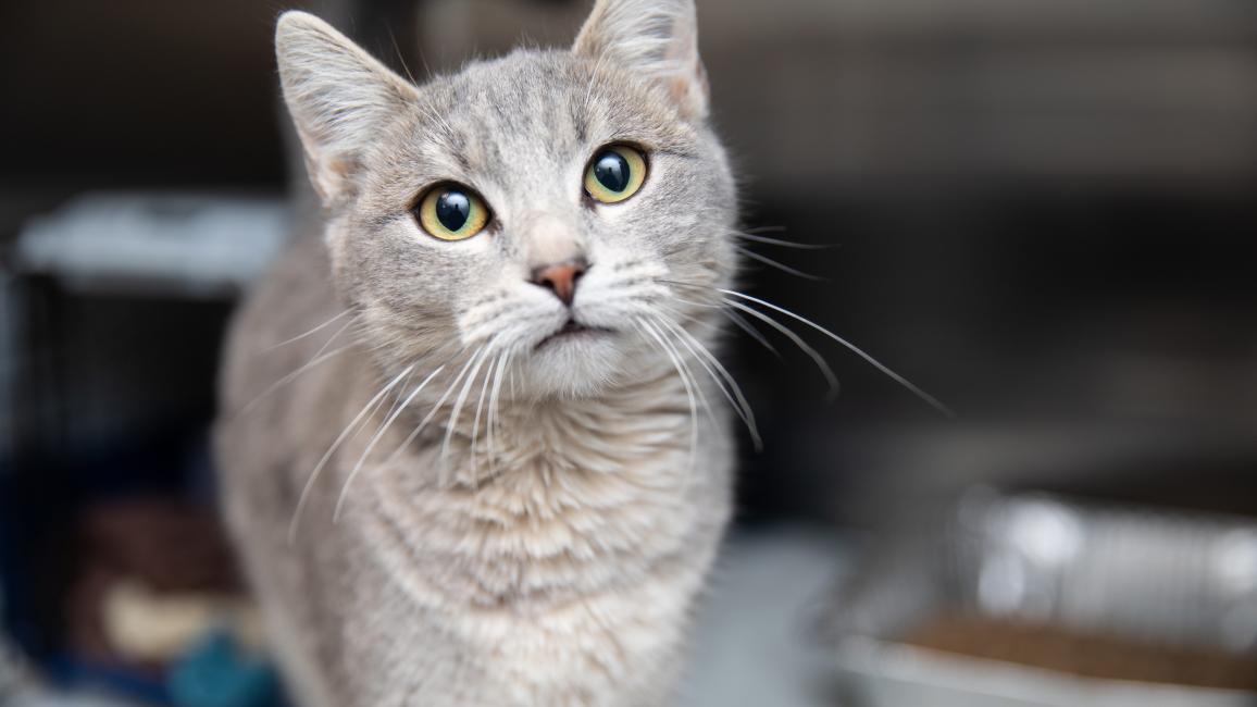 Saskia the gray tabby cat in a kennel