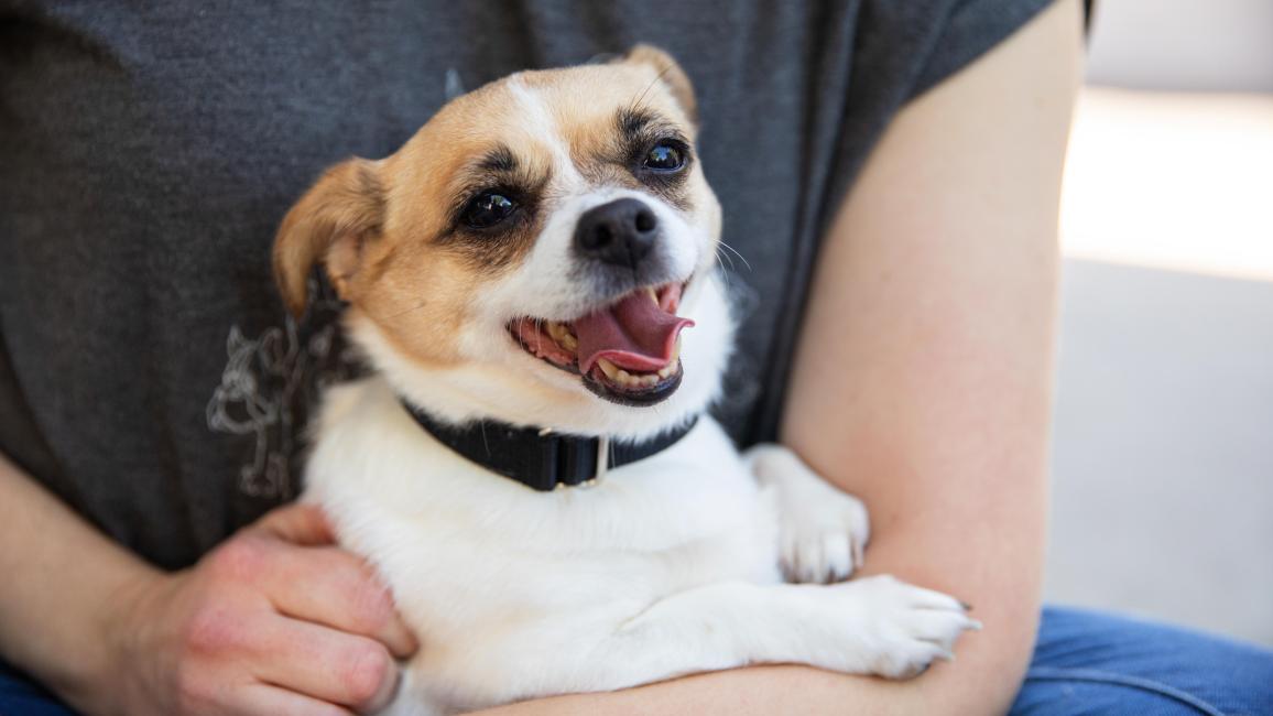 Person holding a small, happy dog in his/her arms