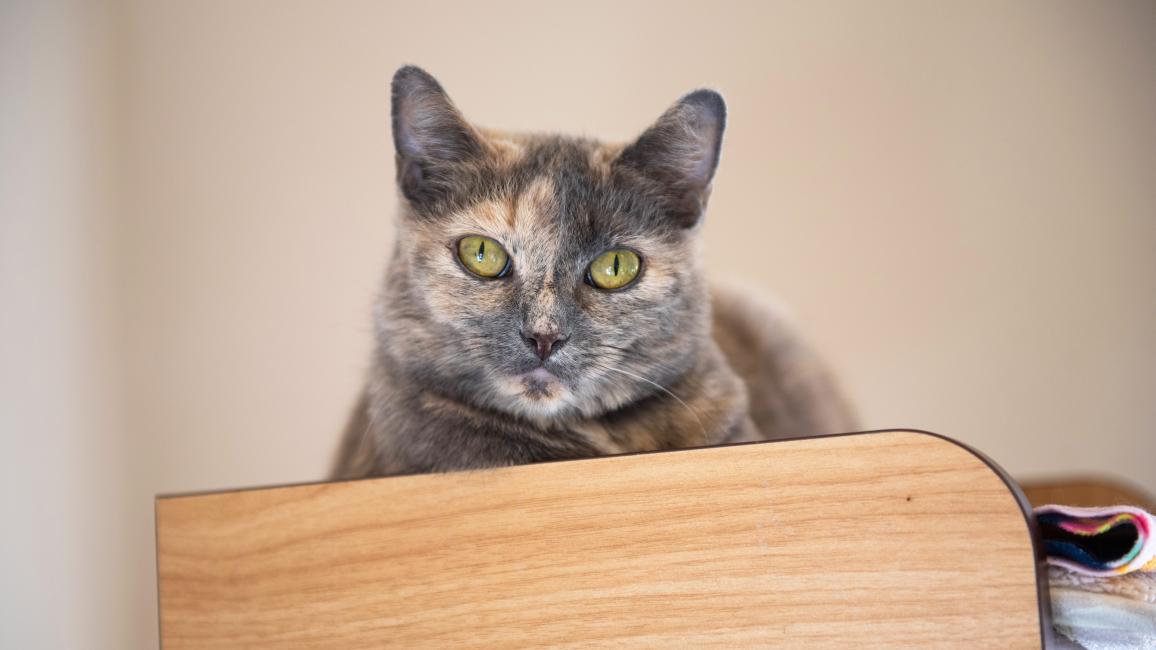 Dilute calico on a wooden shelf