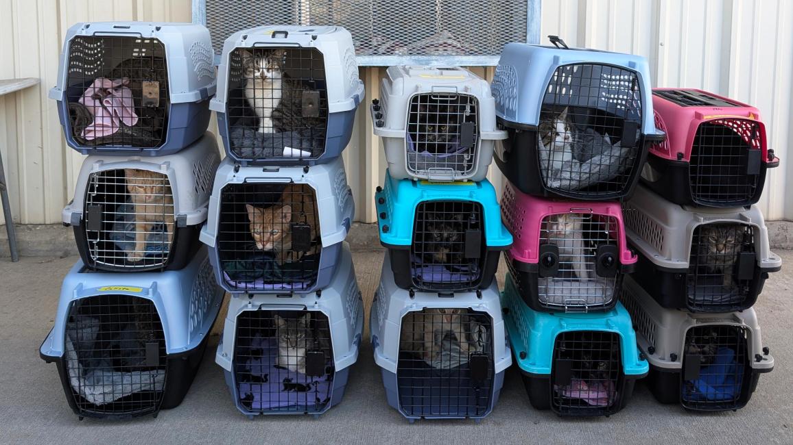 Three levels of cats in carriers