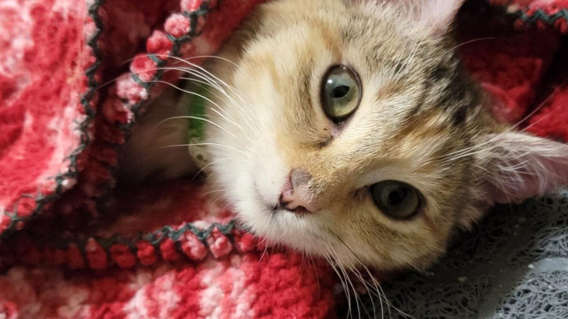 Owl the cat lying in a red and white blanket