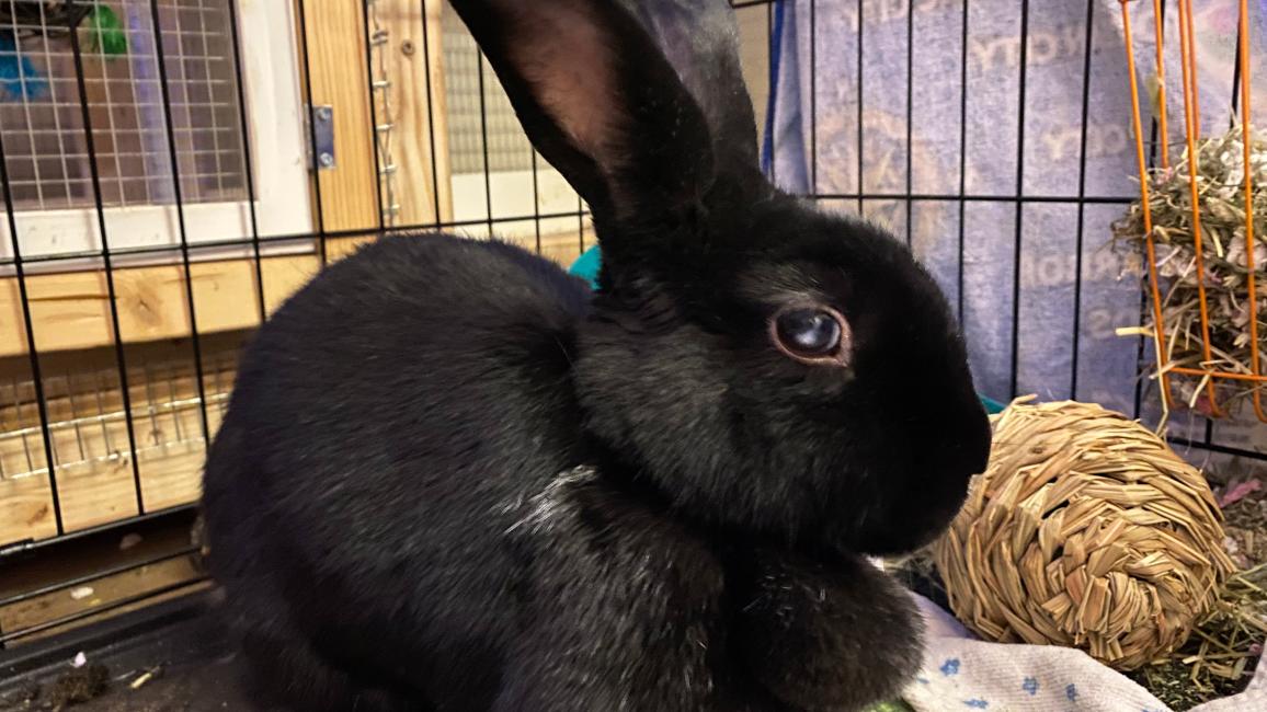 Vader the rabbit in a kenne