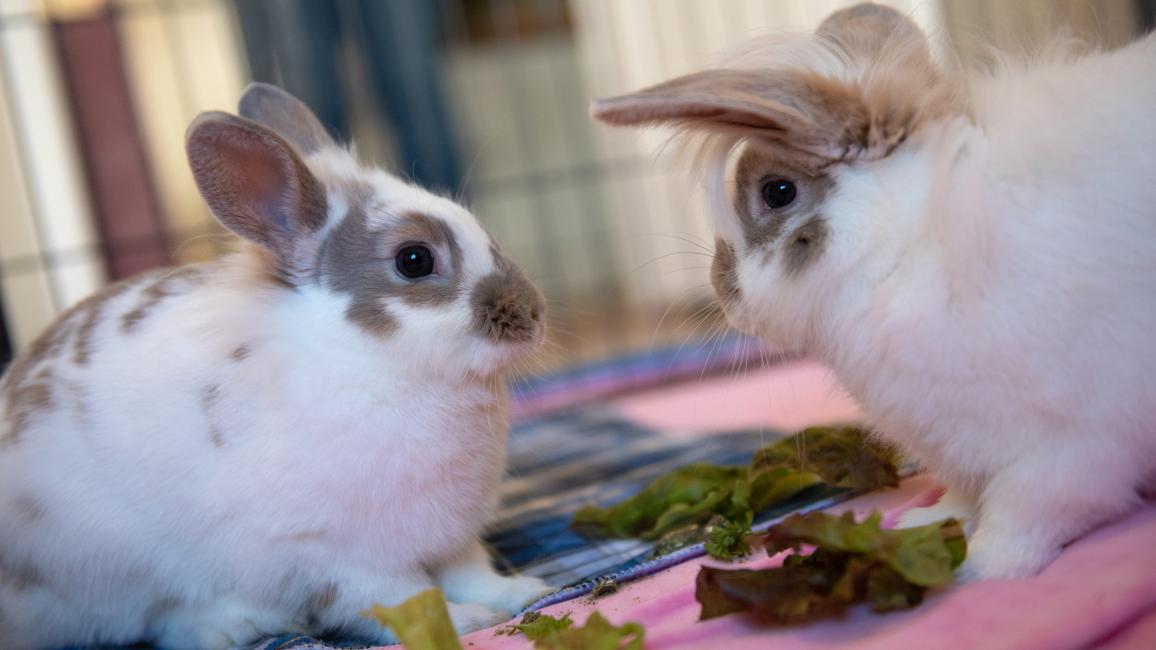 iHop and Waffle House the rabbits with greens to eat