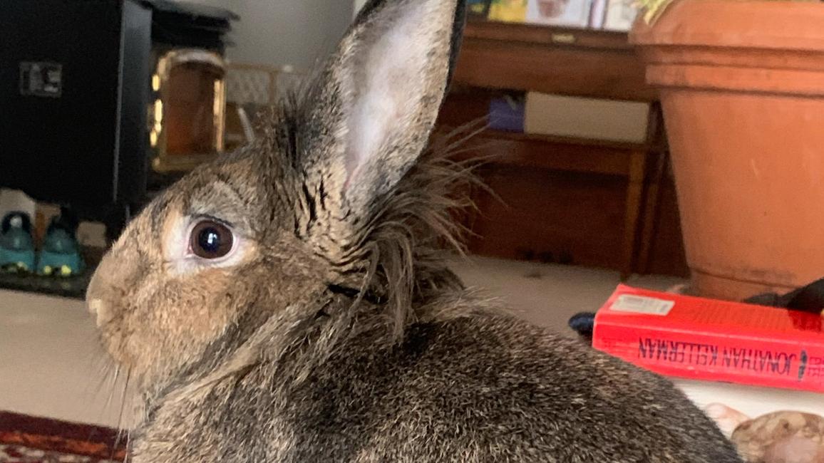 Profile of Sasquatch the rabbit
